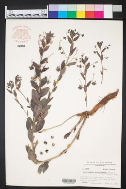 Argythamnia mercurialina image