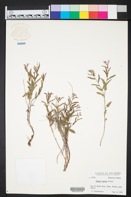 Tragia ramosa image