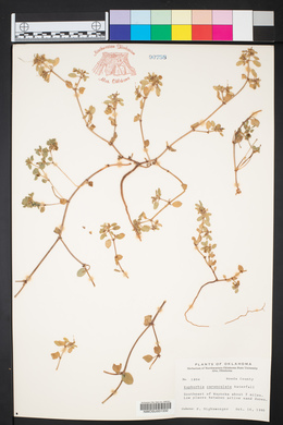 Chamaesyce carunculata image