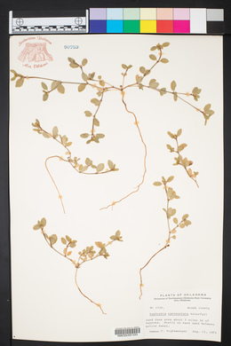 Chamaesyce carunculata image