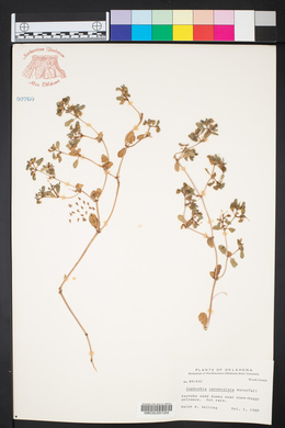 Chamaesyce carunculata image