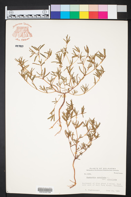 Euphorbia corollata var. corollata image