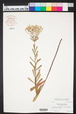 Euphorbia corollata var. mollis image