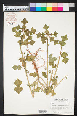Euphorbia cyathophora image