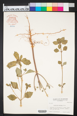 Euphorbia dentata image