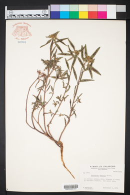 Euphorbia dentata image