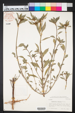 Euphorbia dentata image