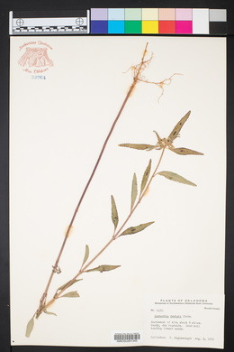 Euphorbia dentata image