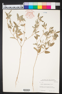 Croton lindheimerianus image
