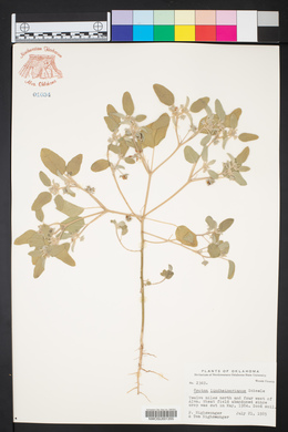 Croton lindheimerianus image