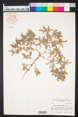 Croton lindheimerianus image
