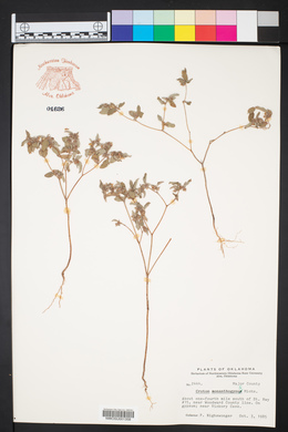 Croton monanthogynus image