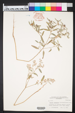 Croton texensis image