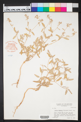 Croton texensis image