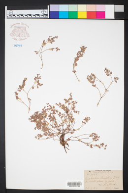 Euphorbia fendleri image