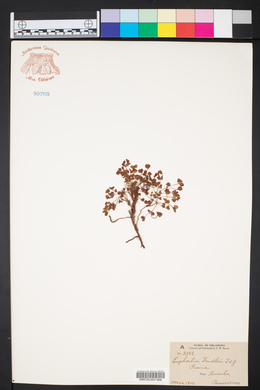 Euphorbia fendleri image