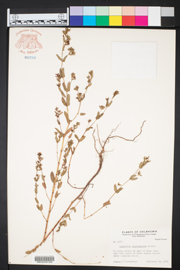 Euphorbia glyptosperma image