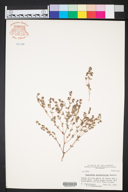 Euphorbia glyptosperma image