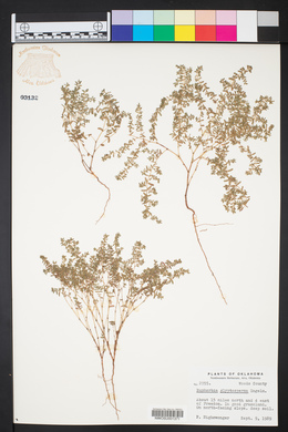 Euphorbia glyptosperma image