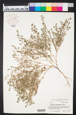 Euphorbia glyptosperma image