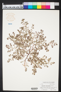 Euphorbia glyptosperma image