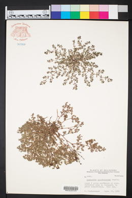 Euphorbia glyptosperma image