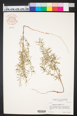 Euphorbia hexagona image