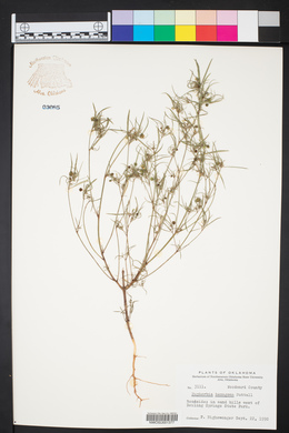 Euphorbia hexagona image