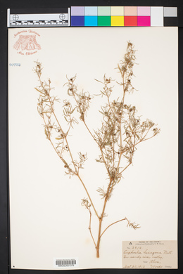 Euphorbia hexagona image