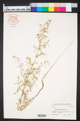 Euphorbia hexagona image