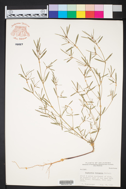 Euphorbia hexagona image