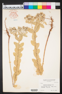 Euphorbia marginata image