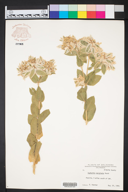 Euphorbia marginata image