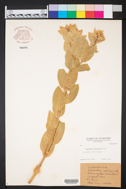 Euphorbia marginata image