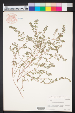 Euphorbia prostrata image