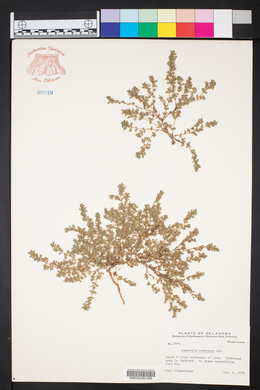 Euphorbia prostrata image