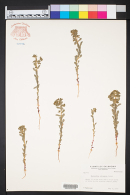 Euphorbia spathulata image
