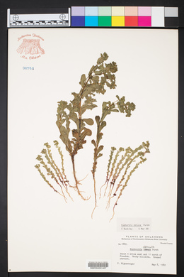 Euphorbia spathulata image