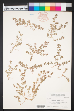 Euphorbia serpens image
