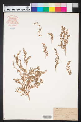 Euphorbia serpens image