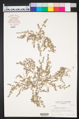 Euphorbia serpens image