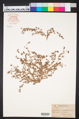 Euphorbia serpillifolia image