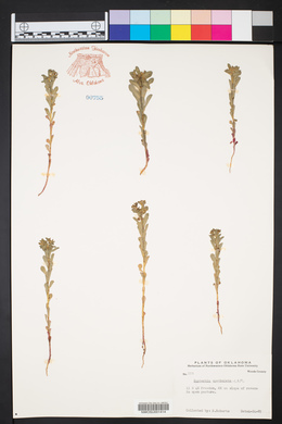 Euphorbia spathulata image