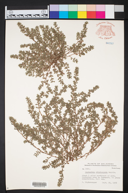 Chamaesyce stictospora image