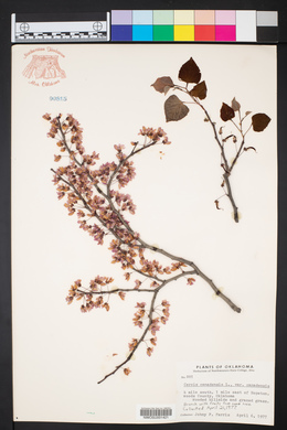 Cercis canadensis var. canadensis image