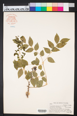 Gymnocladus dioicus image