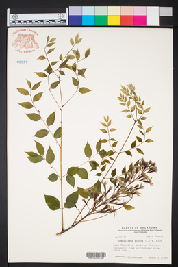 Gymnocladus dioicus image