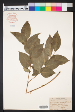 Gymnocladus dioicus image