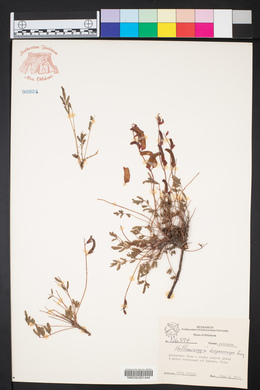 Caesalpinia drepanocarpa image