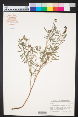 Pomaria jamesii image